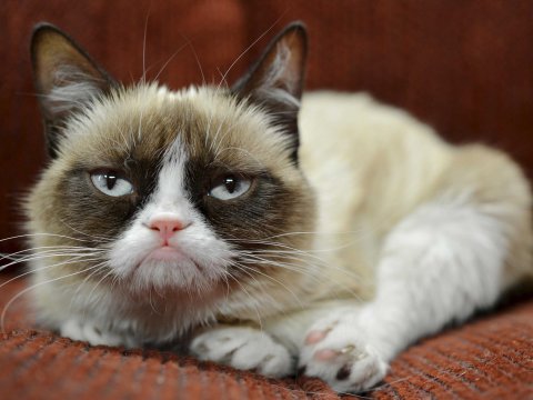 grumpy-cat-5