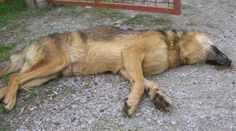 ΦΡΙΚΗ! Σε ποιο μέρος του πλανήτη θανατώθηκαν εκατοντάδες σκυλάκια; (ΠΡΟΣΟΧΗ-ΣΚΛΗΡΕΣ ΕΙΚΟΝΕΣ)