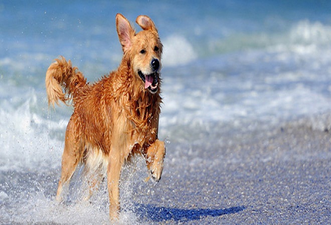 dog-beach-660