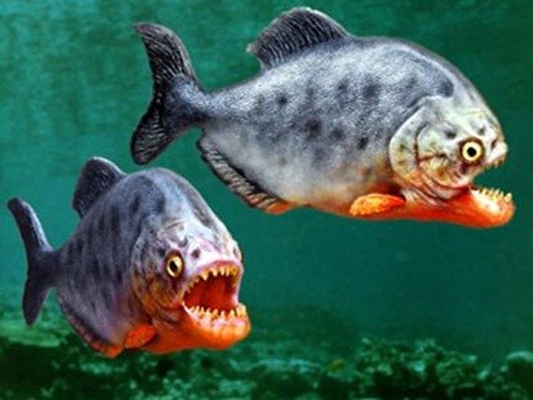 piranxas