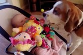 Αυτός ο σκύλος έκλεψε το παιχνίδι ενός μωρού. Δείτε με τι ξεκαρδιστικό τρόπο ζήτησε συγγνώμη!