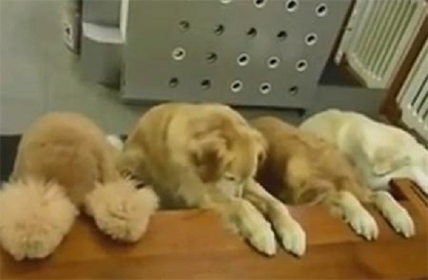 Απίστευτο! Σκυλιά προσεύχονται πρίν το δείπνο τους! (Βίντεο)