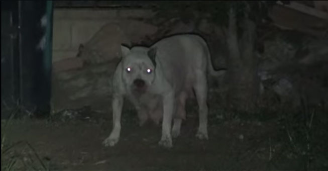 Νόμιζαν ότι θα πάνε να σώσουν ένα επικίνδυνο PitBull… αλλά δείτε τι έγινε! (βίντεο)