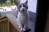Απελπισμένος γάτος αρχίζει να μιλάει Γαλλικά όταν διαπιστώνει ότι δεν πρόκειται να τον βάλουν μέσα στο σπίτι