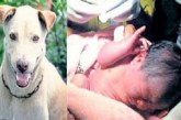 Θα δακρύσεις! Αδέσποτος σκύλος έσωσε νεογέννητο που είχε εγκαταλειφθεί στο δρόμο! (PHOTOS)