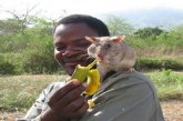 Αυτό το ποντίκι θα σώσει τις ζωές πάνω από 1000 ανθρώπων! Δείτε γιατί (PHOTOS)